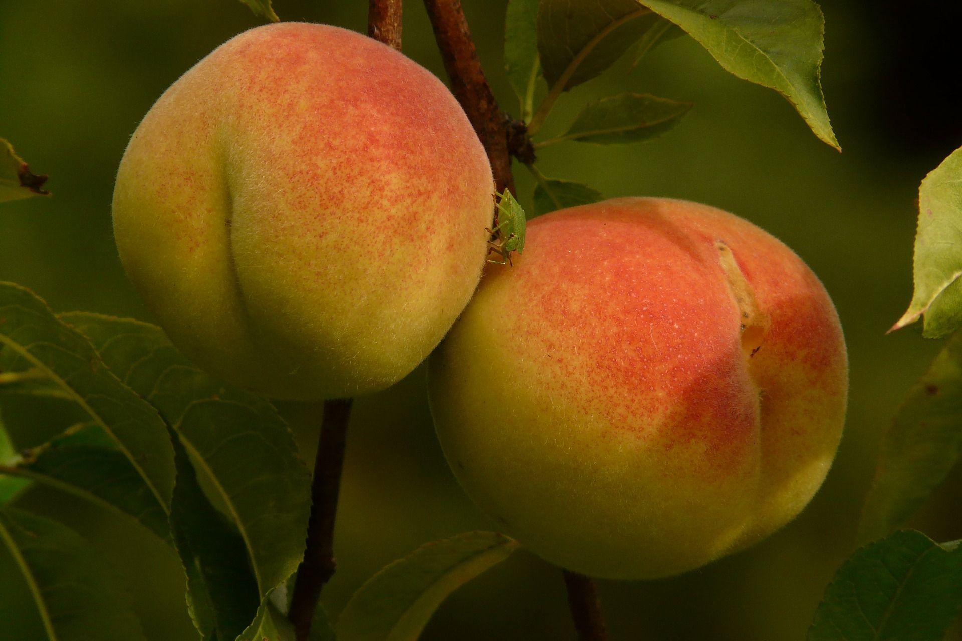 peaches-8986_1920 (1)