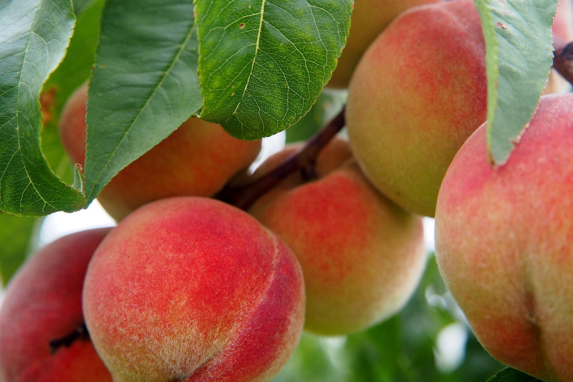 peach-2632182_1920